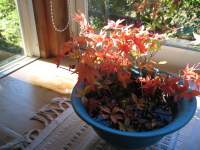 山幸窯のコバルトの擂鉢と紅葉