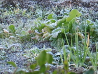 隣の畑では、野菜たちが霜のお化粧です。