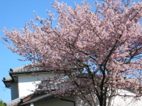 高岡町役場前にあるお宅の桜。見事に満開でした。