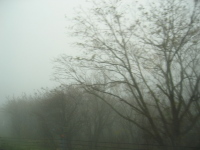 運転するには怖いくらいの、深い霧に包まれました。