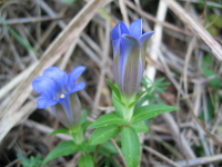 秋の山を代表する花、リンドウ。枯れ草のあいだに、青紫が美しくて、、、、。