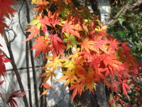 まだしばらくは、散らずにいそうです。東京でも、イチョウがまだ黄色い葉をつけたままだとか・・・・。