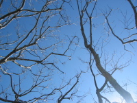 葉をすっかり落として裸木になったコナラの枝と幹が、青空に吸い込まれていきそうに伸びています。