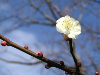 冷たい風の中で咲く、清楚な白い花。