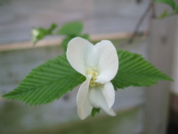 緑の中で、この花の白さは目を引きます。