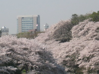 桜満開の、まさに「花のお江戸」