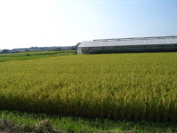 早期米は、好天に恵まれて豊作だそうです。