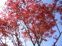 宮崎で、こんなに見事な紅葉は、あまり見ることは出来ません。