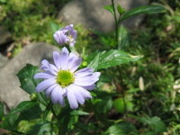 ミヤコワスレの原種。改良されたものより、花の色が少し薄くて、背も高いようです。