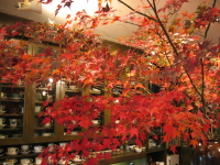 イズミヤの前にある吐夢乃屋さんのお店にいけられたコミネカエデ。山ではもうこんな紅葉が見られるのですね。