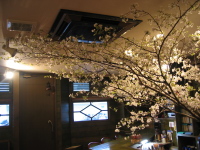 友人がやっている喫茶店に生けられた山桜で、一足早い花見を楽しんできました。