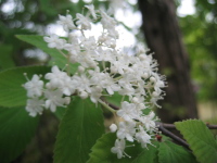 新緑の中に咲く純白の花は、ひときわ目を引く存在です。