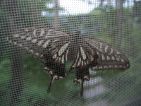 朝カーテンを開けてビックリ。アゲハ蝶が羽を休めていました。