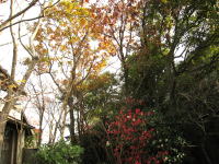 落葉樹の葉が落ち切ってくれると、家の中は日差しがいっぱいです。