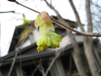 新芽が吹く前に、優しいクリーム色が春の訪れを知らせてくれます。