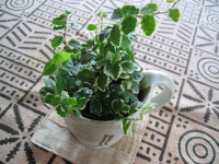 小さな観葉植物を、山幸窯のマグカップに入れてみました。なかなかいい感じ！