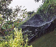 とても幻想的に見えてくる蜘蛛の巣