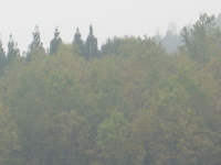雨に煙るクヌギ林／１０年間でずいぶん大きくなりました。