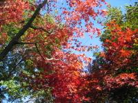 今年の紅葉は、場所によって、バラつきがあったようです。
