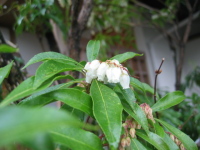 まぶしいくらい真っ白なアセビの花