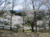青空に映える桜のピンク色は、日本の色だなあ、、、、としみじみ。