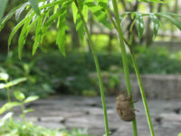 ヤブレガサの細い茎にしっかりしがみついています。