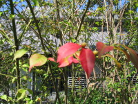 別名ヤマニシキギ。毎年見事な紅葉が楽しめます。