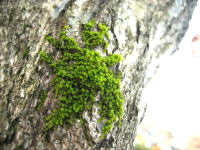 いつの間にかコナラの幹で、苔が育っていました。
