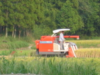 近くの田んぼで、普通作の稲刈りが始まりました。出来具合はどうでしょうか？