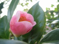 優しいピンクの西王母。毎年一番に咲いてそろそろ寒さに向かうことを教えてくれます。