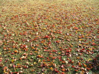 冬枯れた芝の上に、赤や黄色の落ち葉が散り敷いて、美しい景色でした。