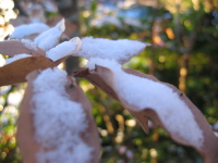 ヤマコウバシの葉の上に、こんもり雪が積もっています。