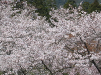 天ケ城の桜は、見上げるものや見下ろせるものとがあって、なかなか見ごたえがあります。