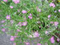 花屋さんのネームプレートには、かすみ草と書いてありました。小さな小さな、ピンクの花です。