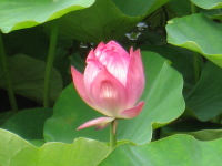 東寺のハスの花です。花が開くときには、本当に「ポン」と音がするのでしょうか。