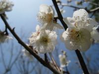 出生記念に宮崎市からもらった梅の木です。ずいぶん大きくなりましたよ。