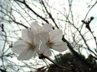 桜の花が咲き始めると、人の心をざわざわさせるのはどうしてでしょうか？