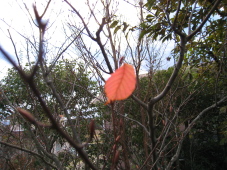 最期の一葉でした。庭の落葉樹も多くは裸木になりつつあります。