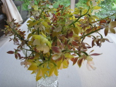 実家で増えたエビネランを分けてもらって移植しました。咲いていた花の部分を贅沢に花入れに。