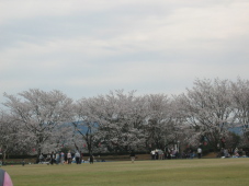 今年も美しい桜に会うことができました。