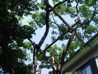 写真がわかりにくいのですが、枝と枝の間に、２本の細い丸太が渡してあります。